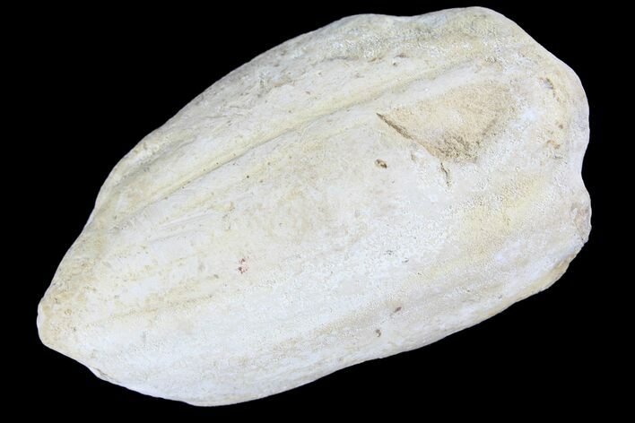 Cretaceous Fish Coprolite (Fossil Poop) - Kansas #93787